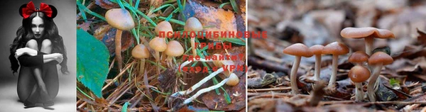 кокс Армянск